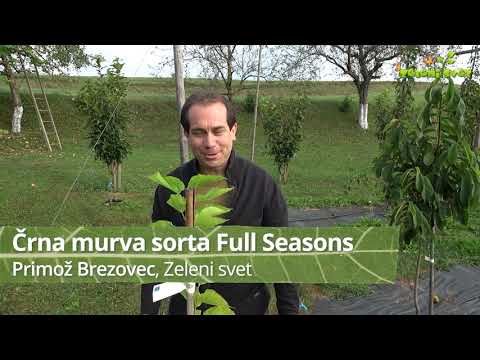 Video: Črna murva ali murva