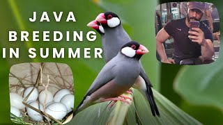 Java breeding in Summer #javasparrow #javabreeding #javafinches