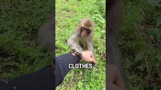 Insects Gone Thanks to Monkey