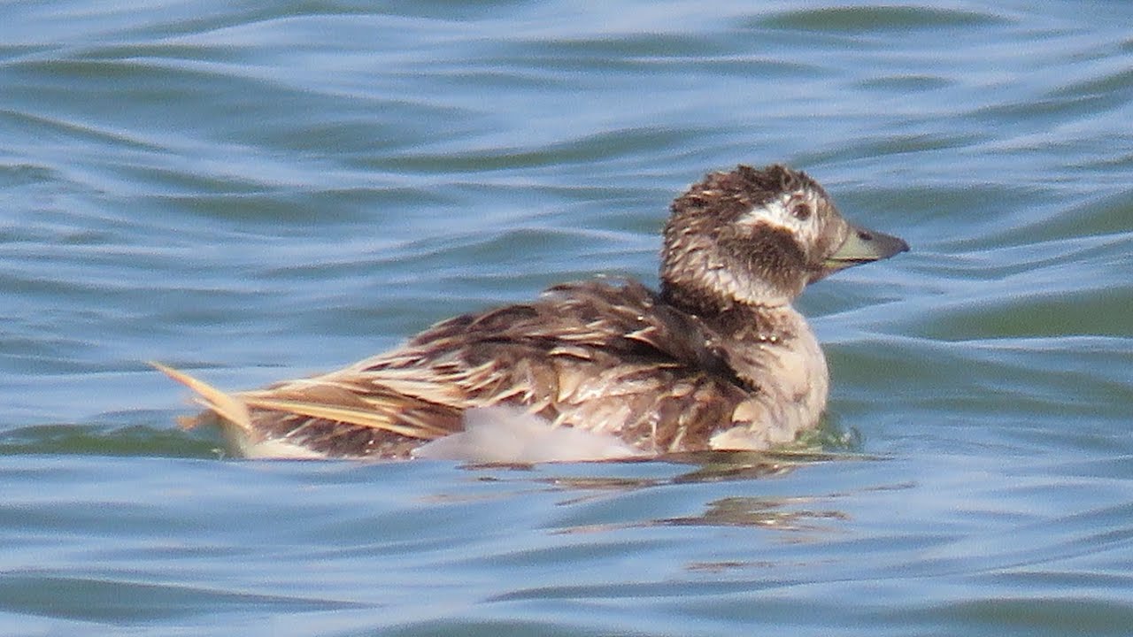 Pato havelda (Clangula hyemalis) 07/08/2024 