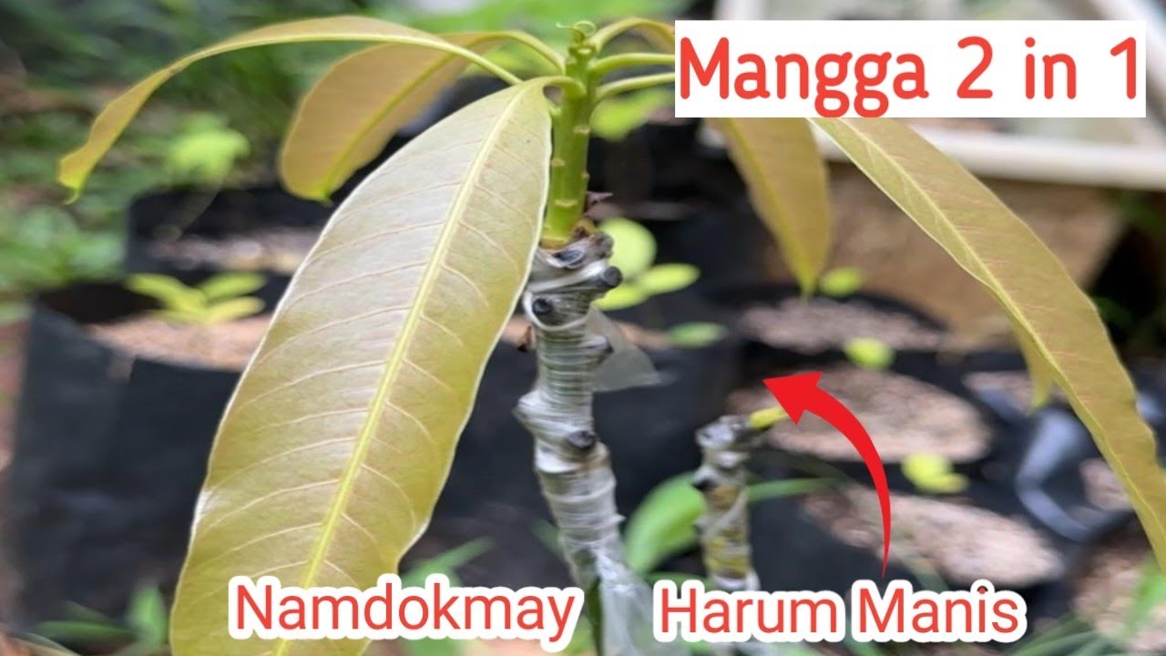 Sambung Pucuk Kombinas Namdokmay-Harum Manis, Solusi Untik Lahan Sempit dan Terbatas di Perkotaan