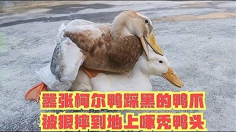 嚣张柯尔鸭踩黑的鸭爪，被狠摔到地上啄秃鸭头，叫破喉咙都没用