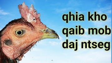 qhia kho qaib daj ntseg