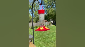Female ruby throated hummingbird. #hummingbird