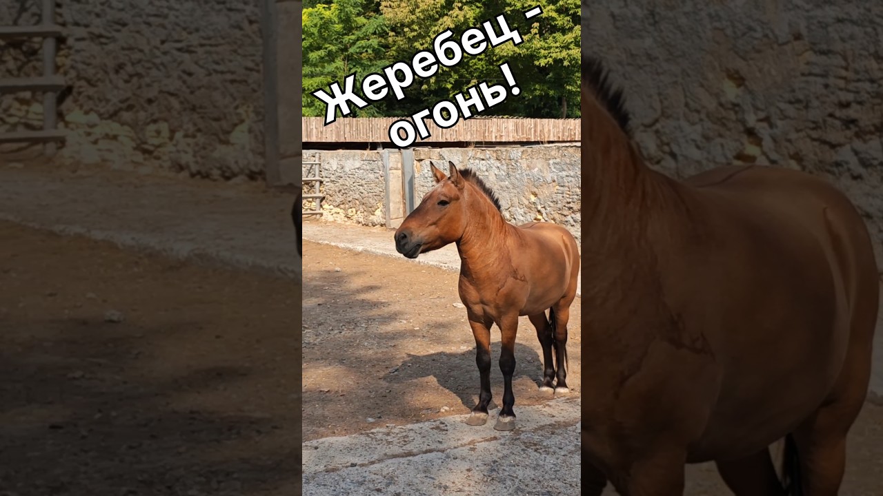 Последние дикие кони на планете! 🐎 