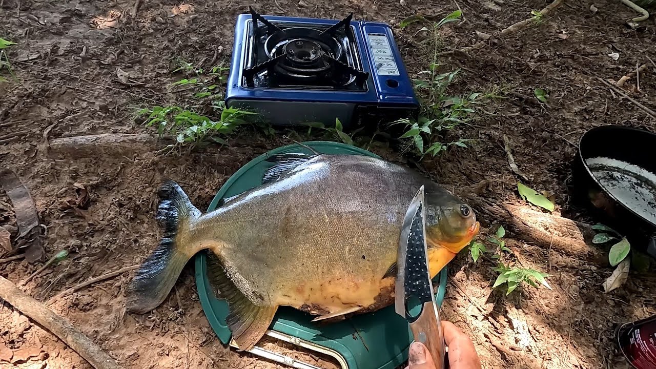 Pescaria de Pacu caranha no Rio turvo,tirei filé do gigante e preparei no barranco