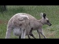 Boxing Kangaroo