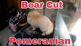 Pomeranian full  grooming transformation @PetsPaws.