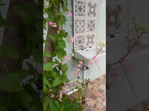 bunga air mata pengantin 