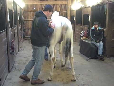 Horse Chiropractic Treatment