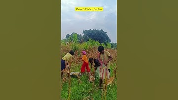 Harvesting Corn/Maize and having fun 🌽 #shorts #ytshorts #farming #corn #harvest #maize #cultivation
