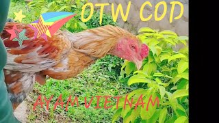 Otw Cod Ayam Vietnam
