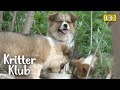 Why Is This Dog Family Hiding In The Bushes? I Kritter Klub