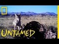 Coyotes Have One Mission: Food - Ep. 5 | Untamed with Filipe DeAndrade