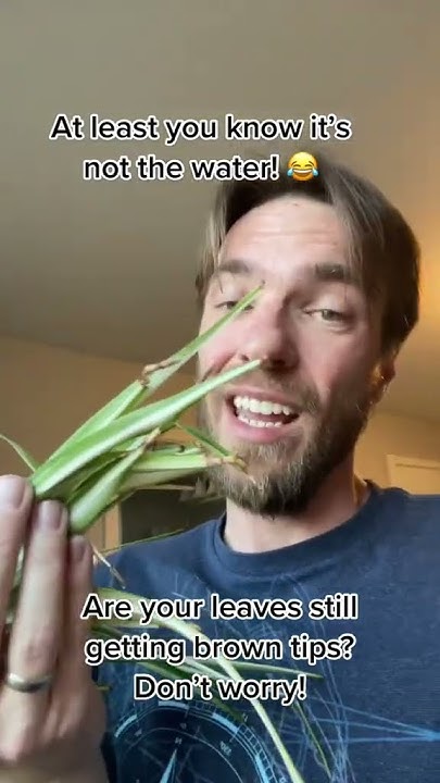 brown-tips-on-spider-plants-youtube