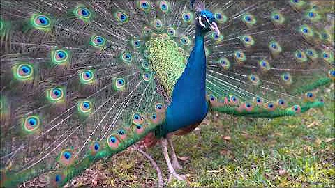 Звук павлина, крик павлина, голос павлина | Sound peacock, peacock cry, voice peacock