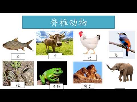 KSSR SEMAKAN 4年级科学 第3课 【脊椎动物和无脊椎动物】