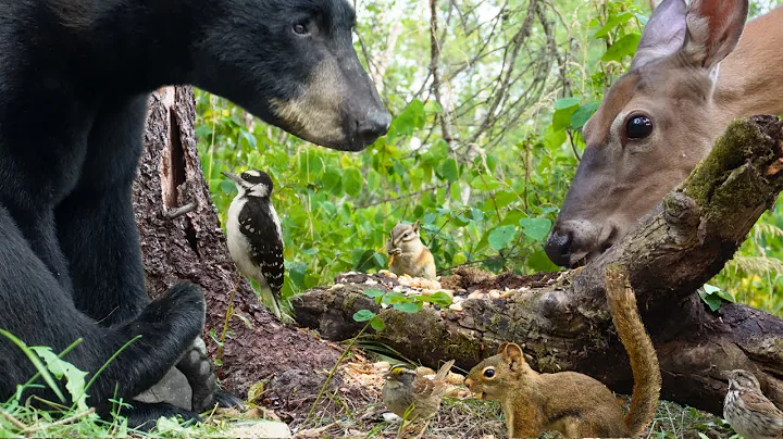 Watch the video about Dog TV • Cat TV - Bear's Curiosity, Deer's Calm 🐻🦌🐿️ Nature in Harmony for Pets & People to Watch