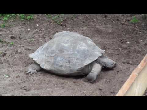 Video: Kā Padarīt Terāriju Sauszemes Bruņurupucim