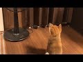 柴犬（豆柴）みかん｜初めて扇風機をつけた時の反応