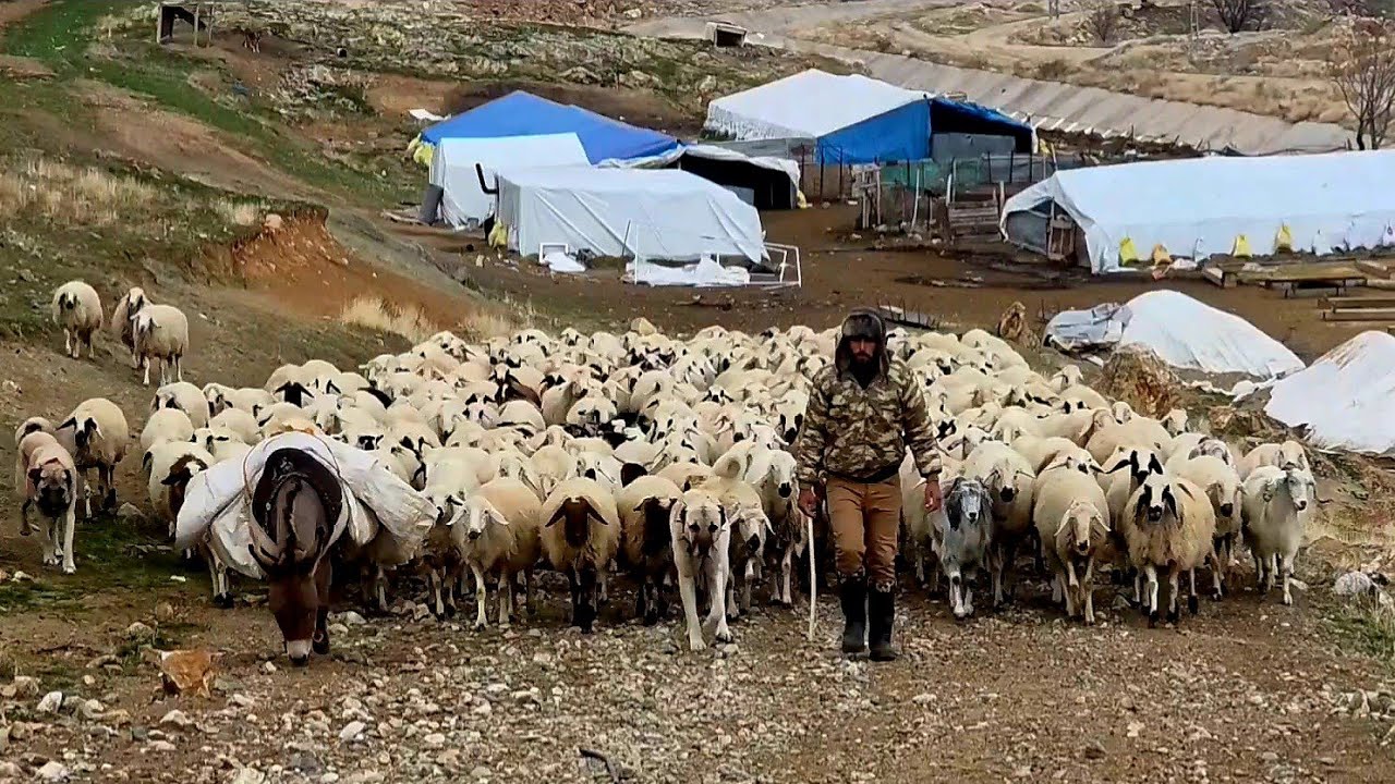 علاج كلاب الكانجال والذئاب