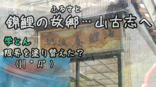 錦鯉飼育 2021.11.15 山古志の養鯉場で鯉を買う