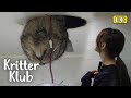 A Stray Cat Breaks Into An Apartment Through The Ceiling And Won&#39;t Leave | Kritter Klub