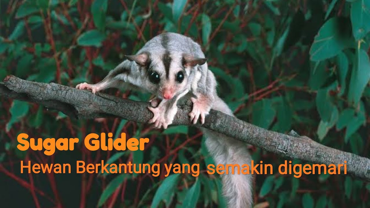  Sugar  glider  hewan  berkantung yang makin digemari YouTube