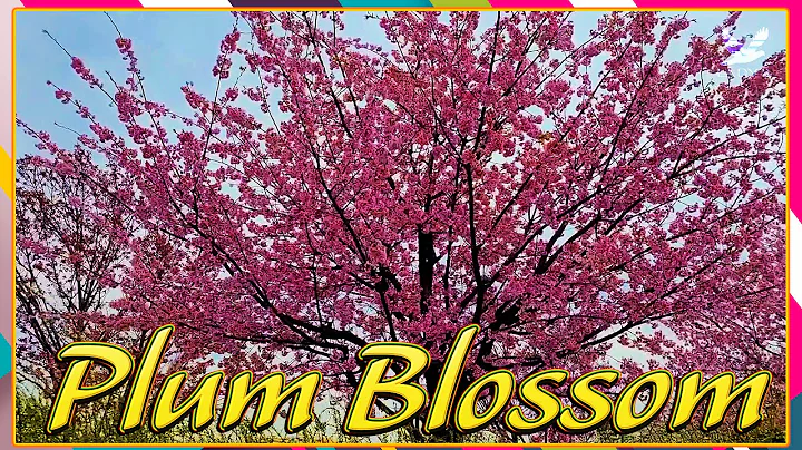 PLUM BLOSSOM (Omenohana) - DayDayNews