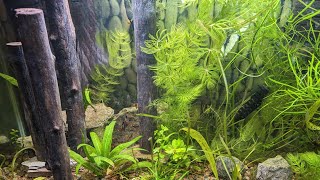 Celebrity How to Create a Sunken Forest for Your Planted Aquarium | No Husbands were actually hurt making this Net Worth
