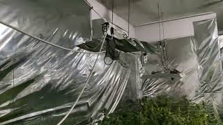 Bahçesinde Uyuşturucu Yetiştiren Bir Şüpheli Yakalandı