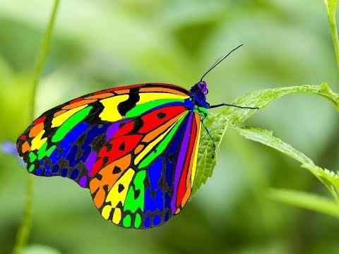 वीडियो: दुनिया की सबसे खूबसूरत तितलियाँ
