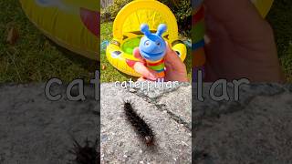 Bug Insect Names for Kids to Learn at the Bumblebee Pool: Any Caterpillar Stag Beetle Millipede Bee
