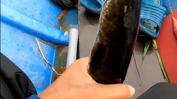 Câu cá lóc U Minh Thượng.  Cú táp hết hồn.