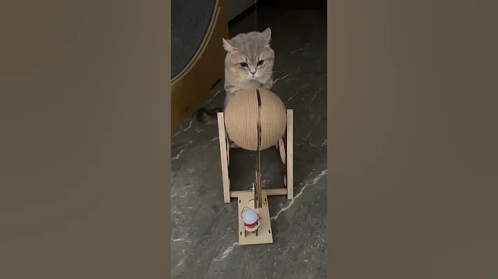 Video 9873151: cat scottishfold funny cutecat, scottishfold cat funnycats, cat scottishfold funny animals, cat scottishfold funny cute, cutecat funnycats kucing