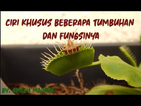 Video: Ciri-ciri Berguna Rhubarb Dan Kontraindikasi