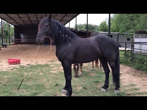 playful-horse-takes-over-his-own-training