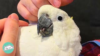 Abused Cockatoo Ran Away from Everyone, Now he can’t Get Enough Cuddles | Cuddle Birds