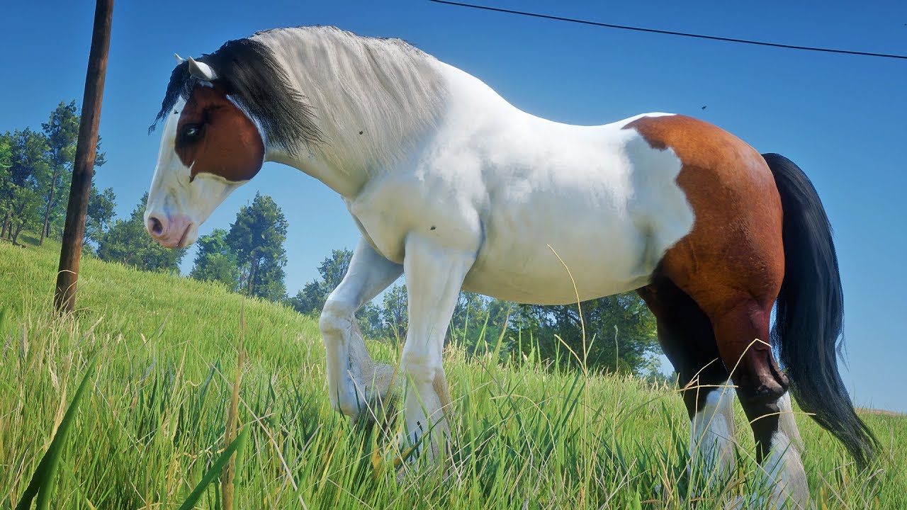 Джон Марстон приручает прекрасного дикого цыганского пони породы Скьюболд Бэй на ранчо Эмеральд |...