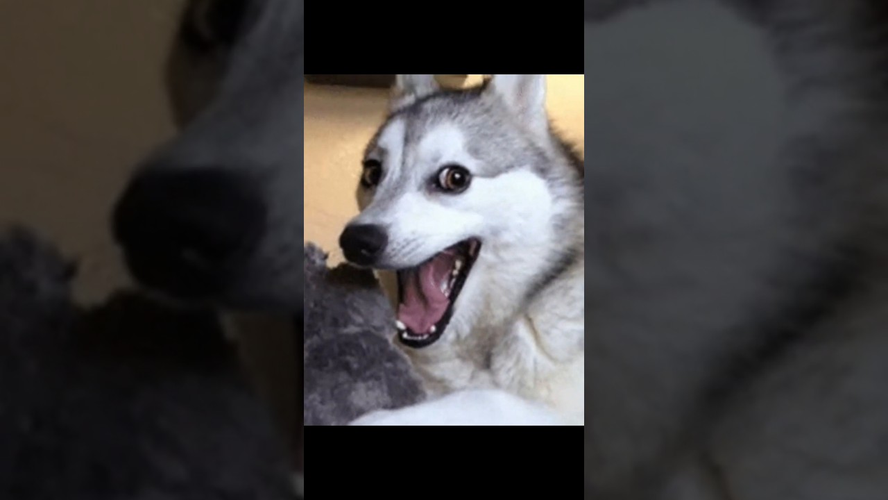 Just above Trudeau #podcast #comedy #funny