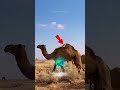Earth’s Toughest Creatures #naturefacts  #crazyanimals  #animaldocumentary #educationalvideo