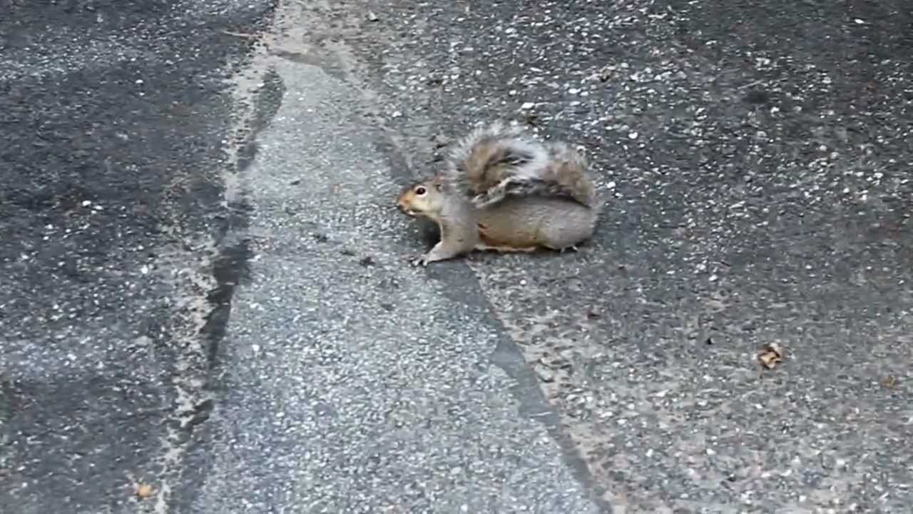 Sick squirrel in Lexington MA - West Nile VIrus? - YouTube