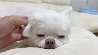 Chihuahua dog that melts when massaging pressure points because it feels too good.