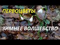 Где найти Подснежники? Зимние первоцветы в Крабовом ущелье.