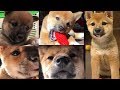 柴犬（豆柴）みかん｜生後1ヶ月～1歳までの成長記録（子犬の顔の変化）