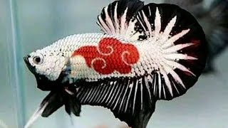 7 Jenis Ikan Cupang Hias Tecantik  - Yang Bisa Kamu Pelihara.