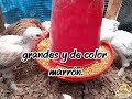❌️Nadie habla de esta gallina gigante.. 🐔