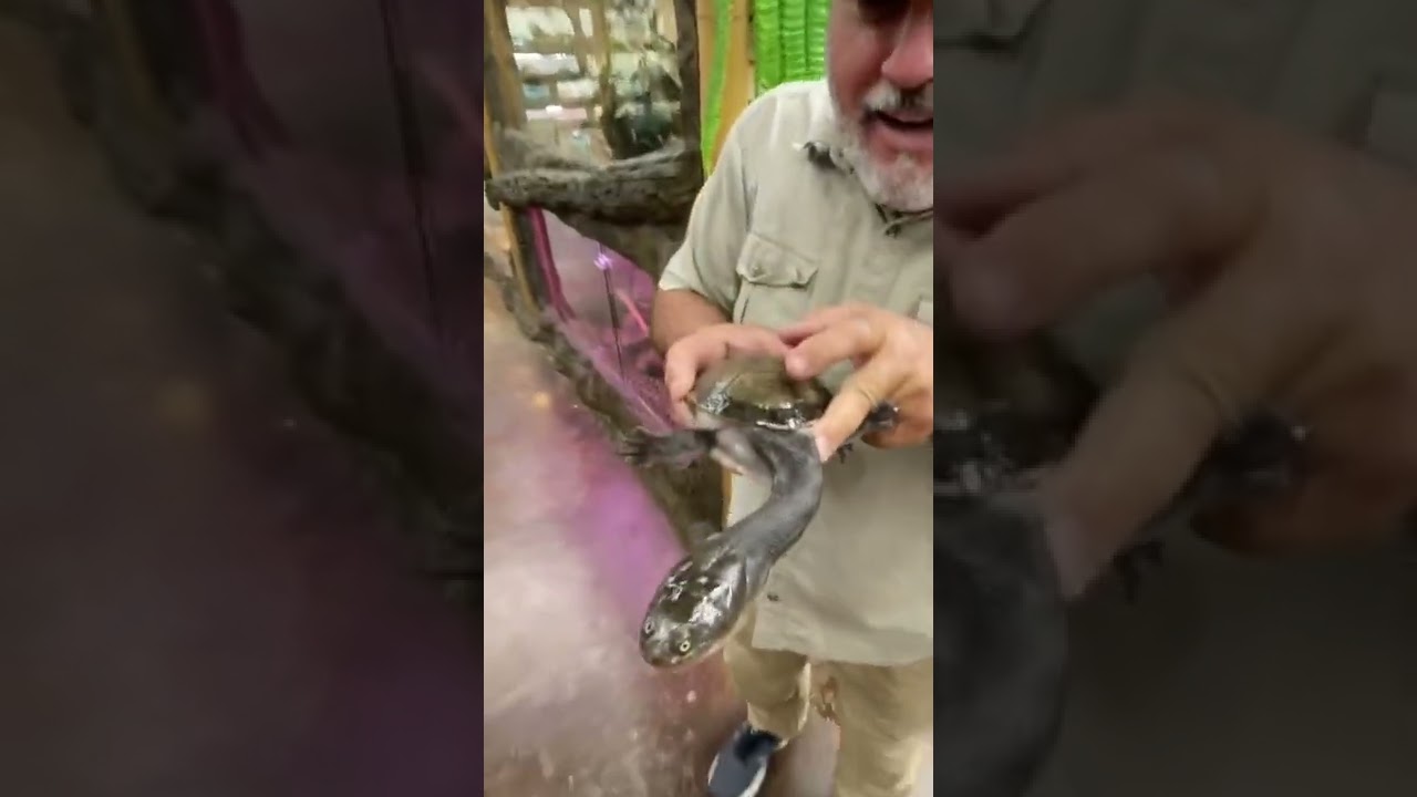 Wow he got me snake neck turtle 