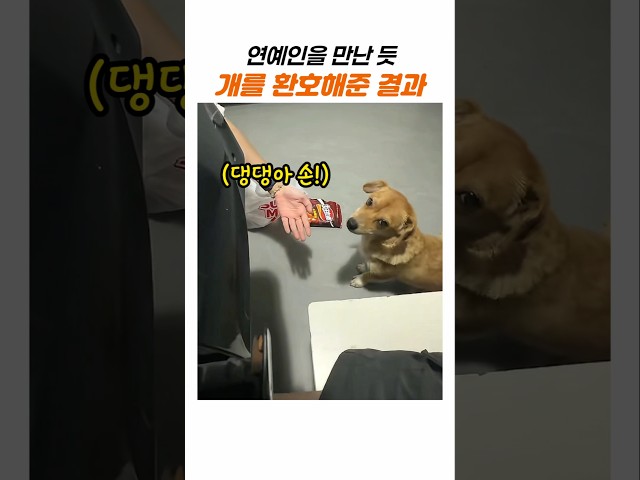 연예인을 만난 듯 개에게 환호해 준 결과