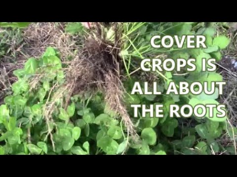 FALL COVER CROPS WISH I KNEW This 10 Years Ago